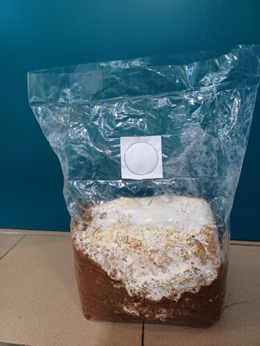 菌种生产中细菌污染的根本原因分析 2 bacterien 375x500 1