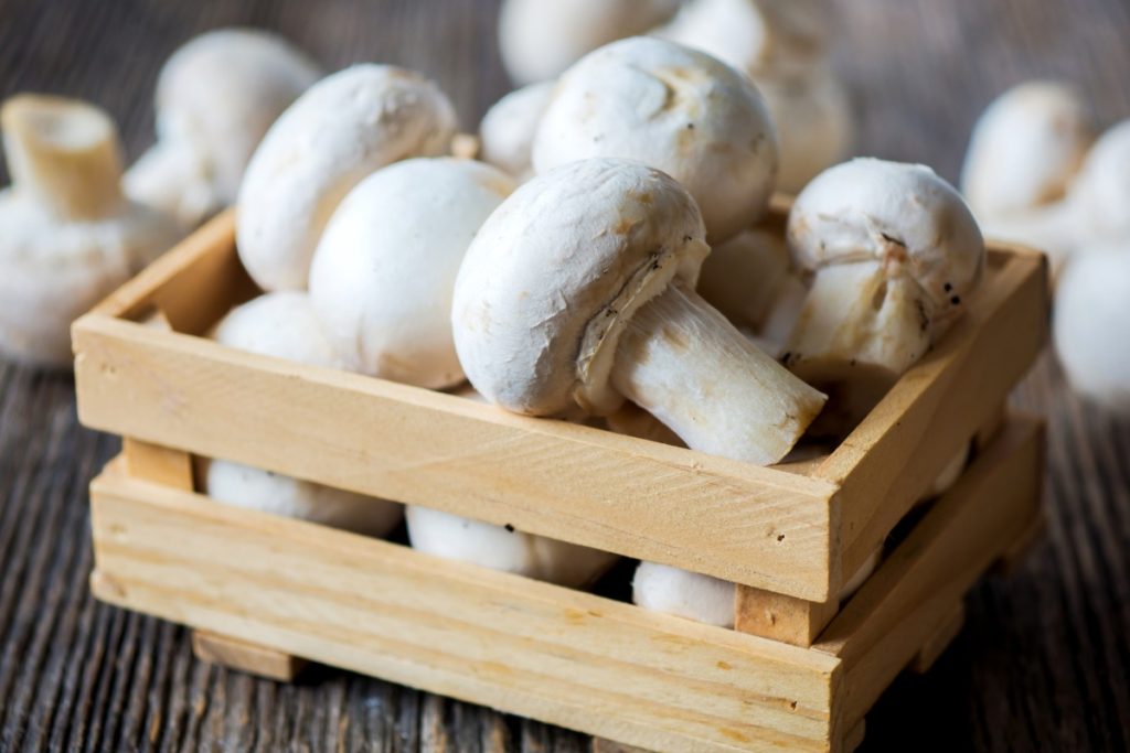 蘑菇生命周期的详细解释 13 button mushrooms