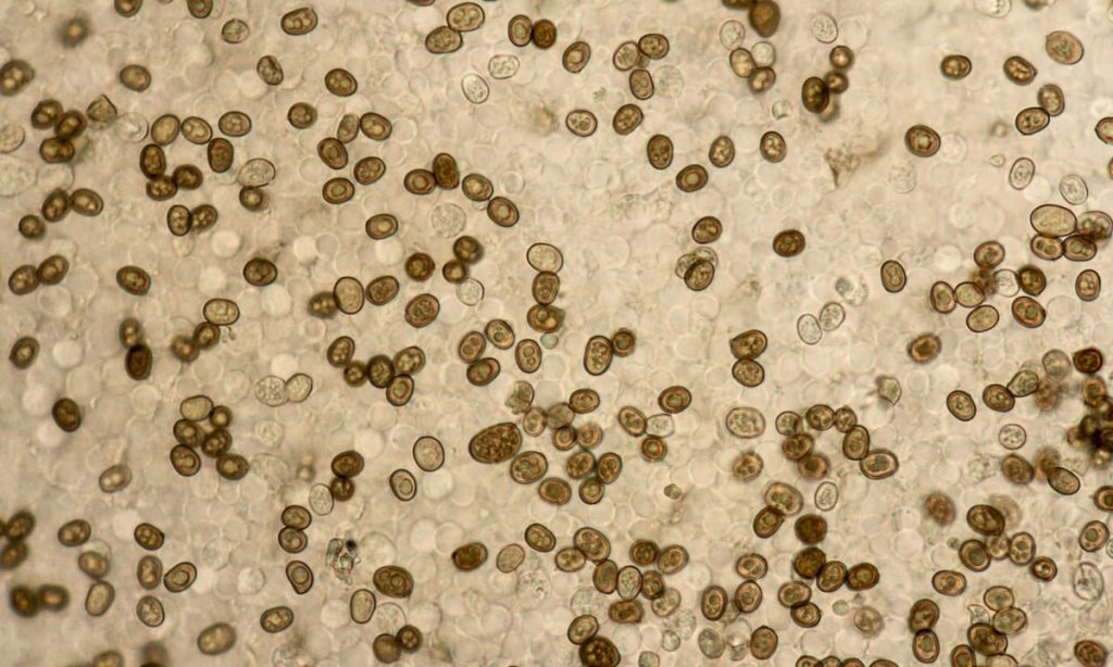 close up of mushroom spores