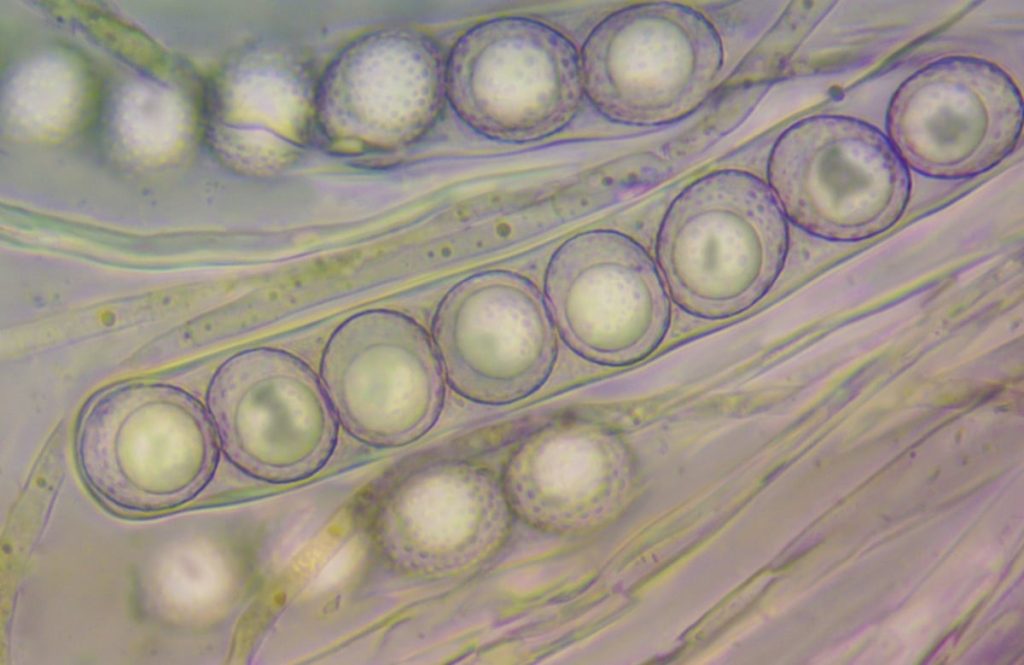 close up of mushrooms spores