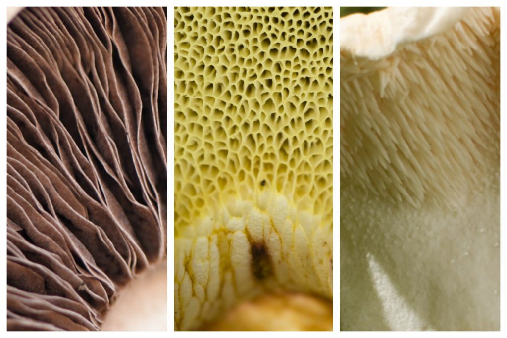 different mushroom gills