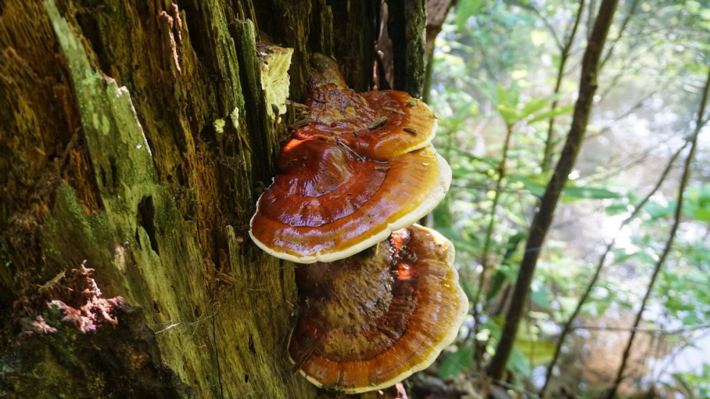 灵芝完全指南 6 dreamstime m 186149771 1 1536x864 1