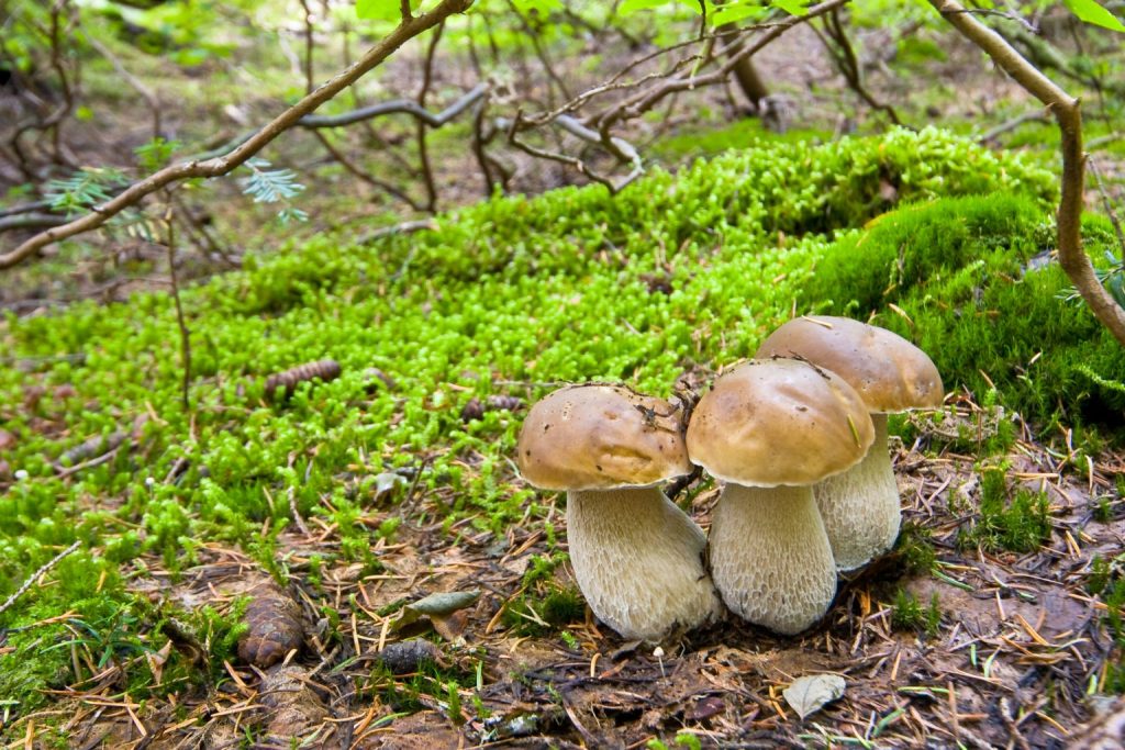 牛肝菌完全指南 2 dreamstime m 4781638 1 1536x1024 1