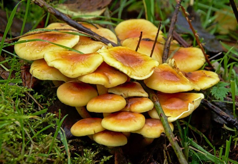 group of mushrooms