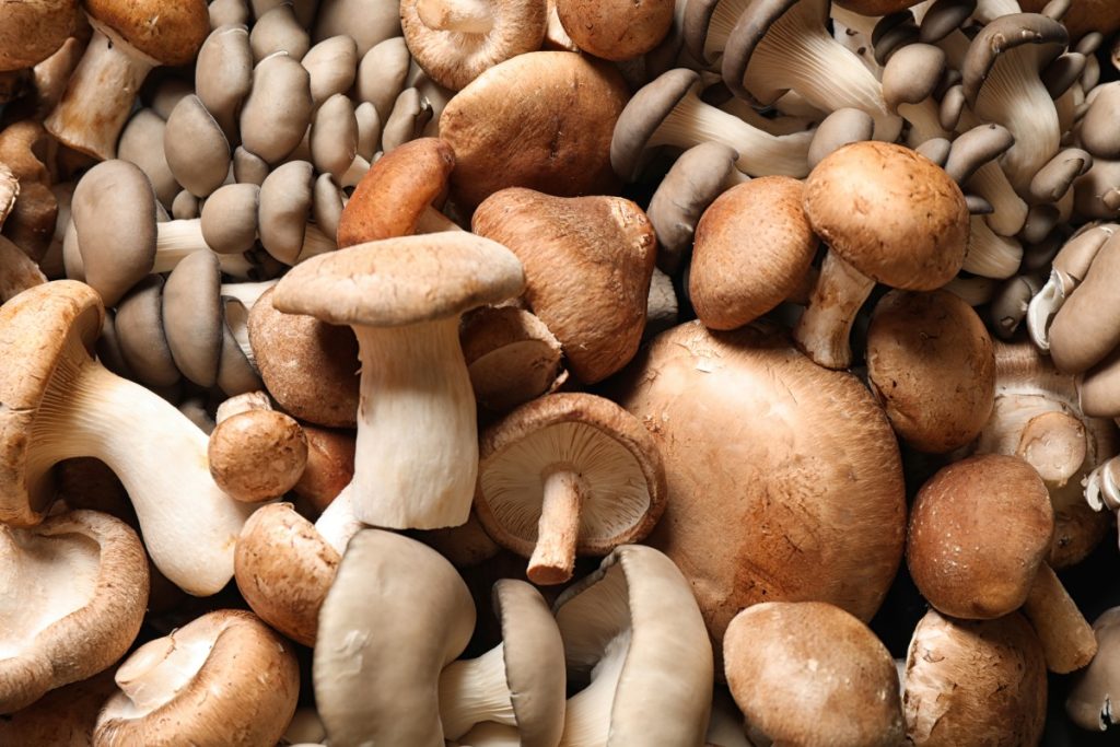 mixed edible mushrooms