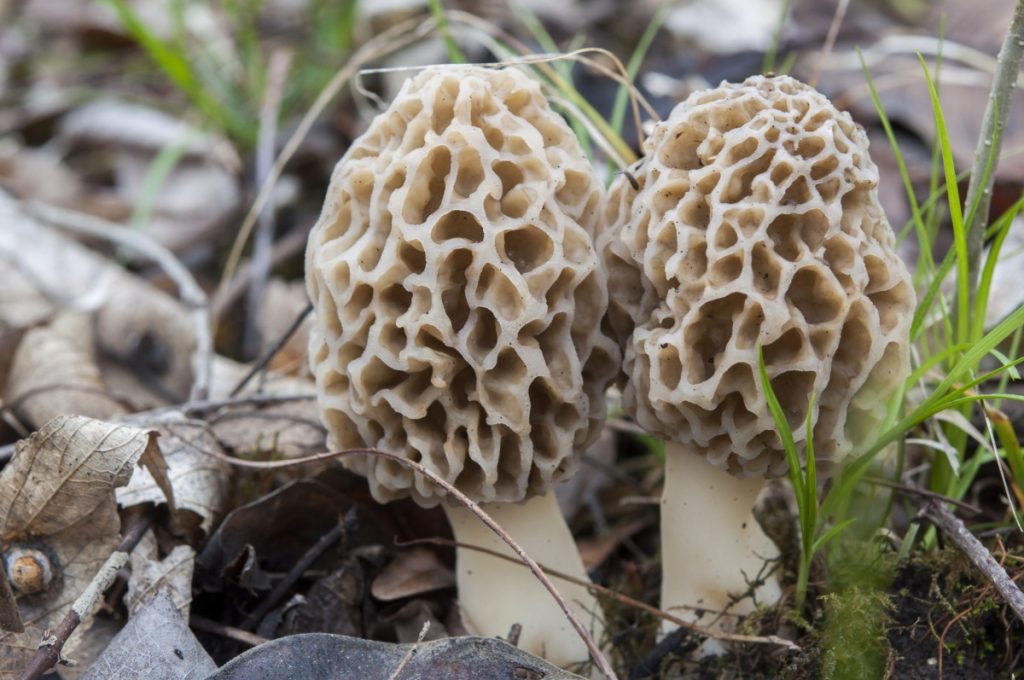 蘑菇生命周期的详细解释 14 morel mushrooms 1