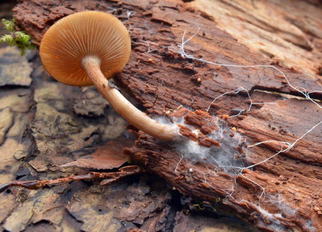 mushroom and mycelium