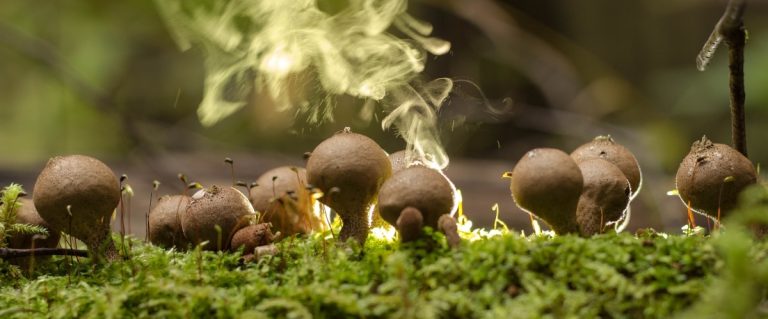 mushroom spores cover pic