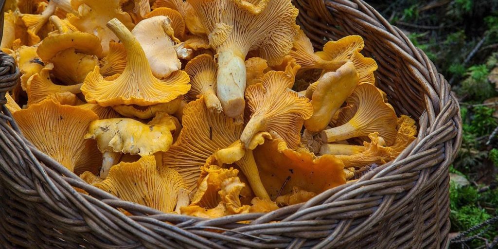 蘑菇的健康和营养益处 3 mushrooms 1