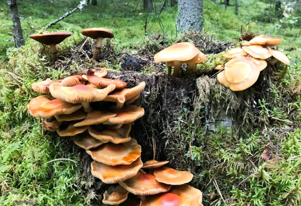mushrooms growing in a forest