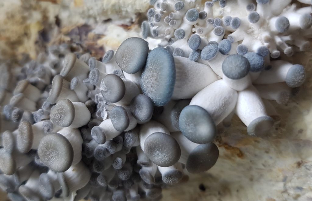 蘑菇生命周期的详细解释 2 mushrooms pinning 1