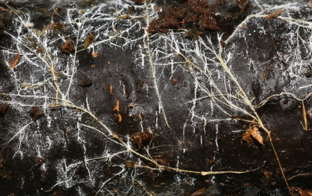 什么是蘑菇菌丝体?用途及生长方式 5 mycelium 1 1