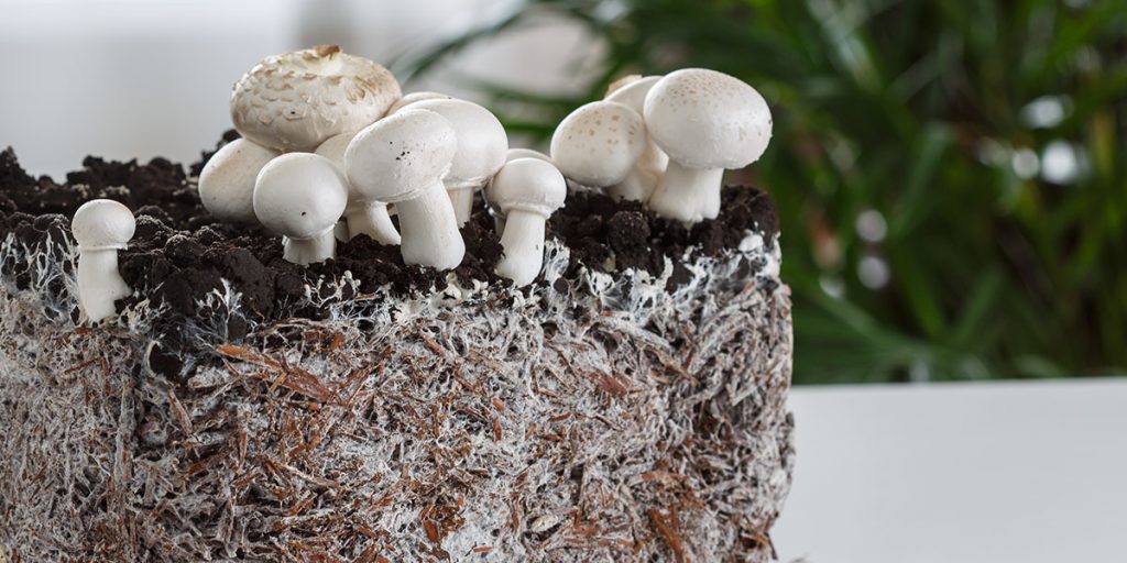 什么是蘑菇菌丝体?用途及生长方式 2 mycelium