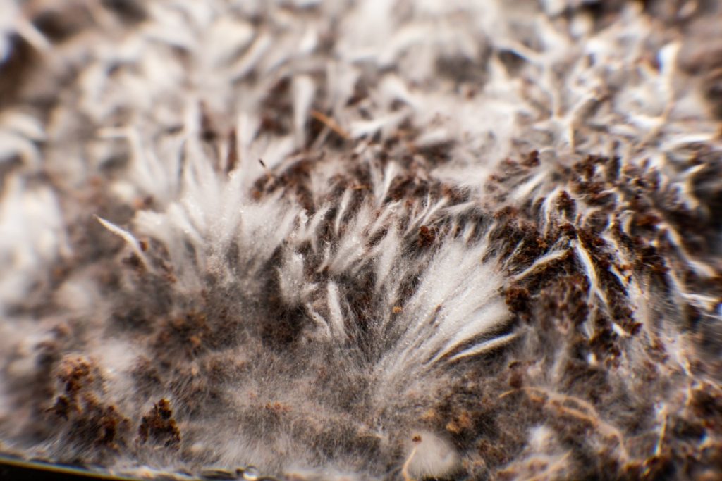 mycelium 2