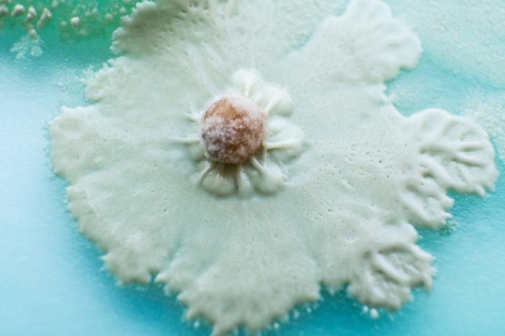 什么是蘑菇菌丝体?用途及生长方式 12 mycelium growing from a piece of mushroom tissue
