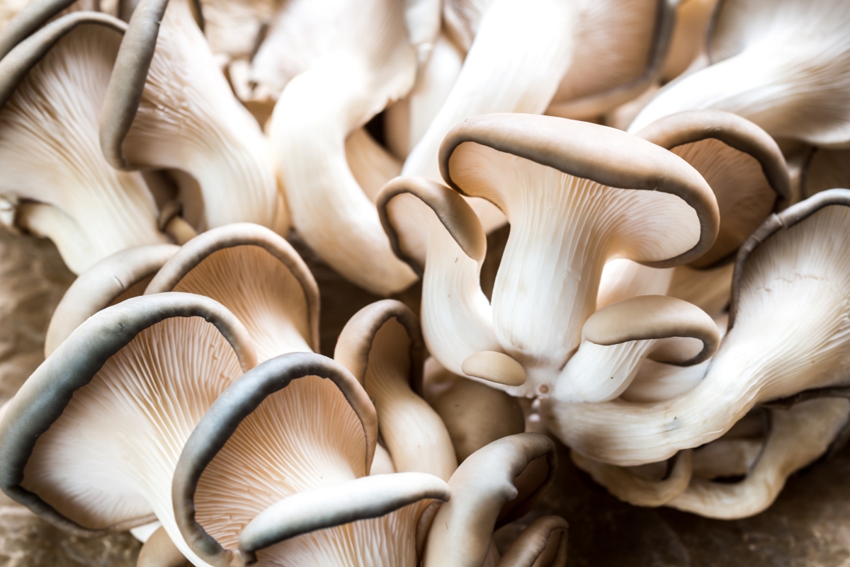 蘑菇生命周期的详细解释 1 oyster mushrooms 1