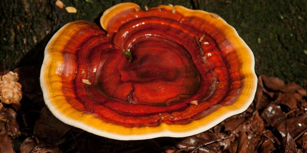 reishi mushrooms 4
