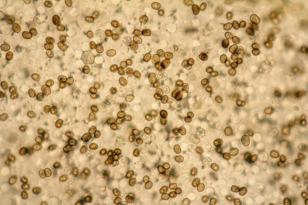 蘑菇生命周期的详细解释 5 spores