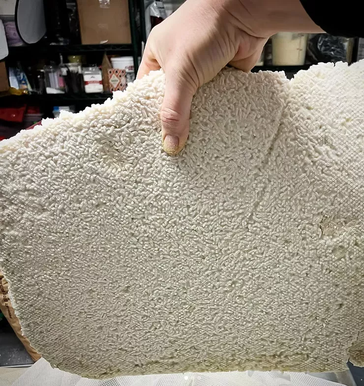 基因编辑平菇可以增强菌丝体材料的强度 3 46r8k sseci
