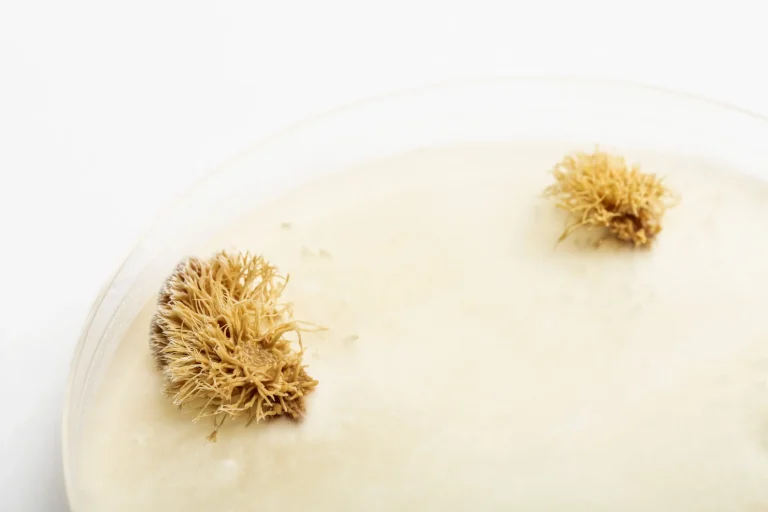 Mogu RadicalbyNature LabTools ©mogu18