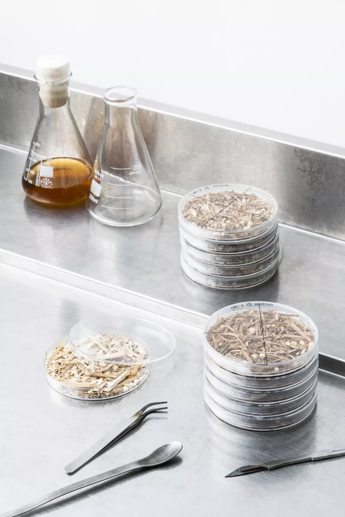 Mogu RadicalbyNature LabTools ©mogu7