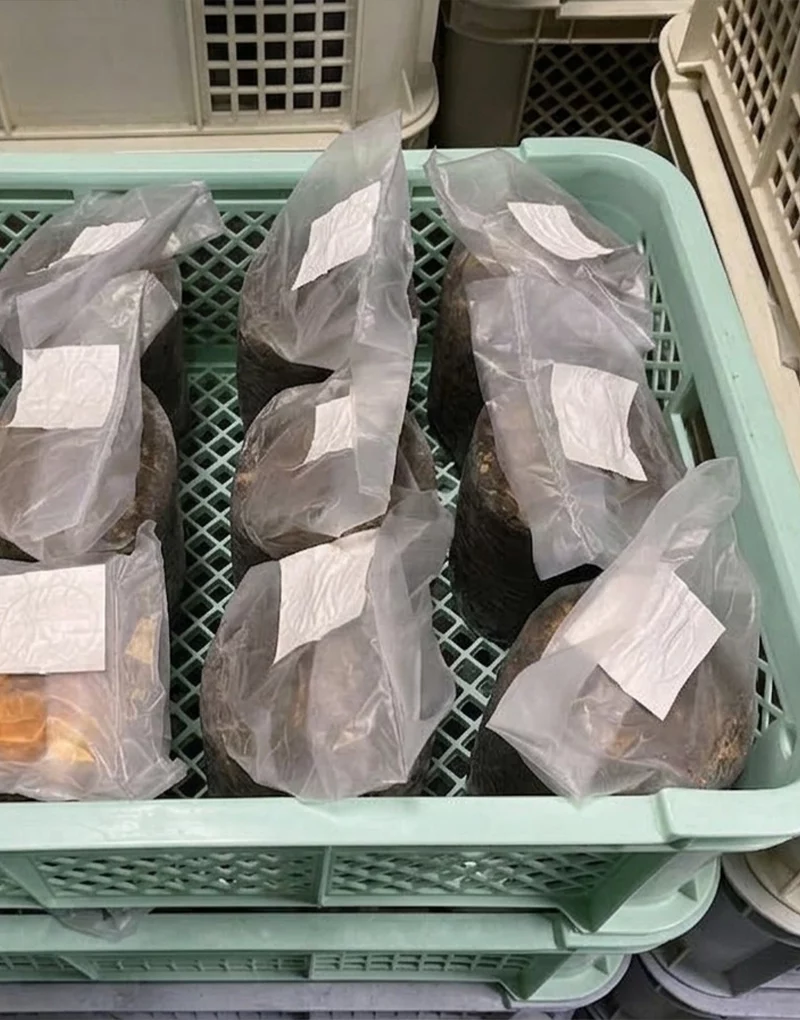 菌丝体培养生长袋