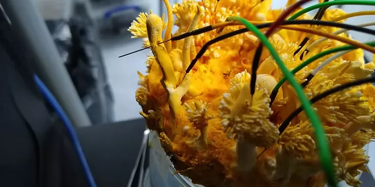 真菌会交流吗?它们电信号背后的科学原理 4 kkz06 qa940