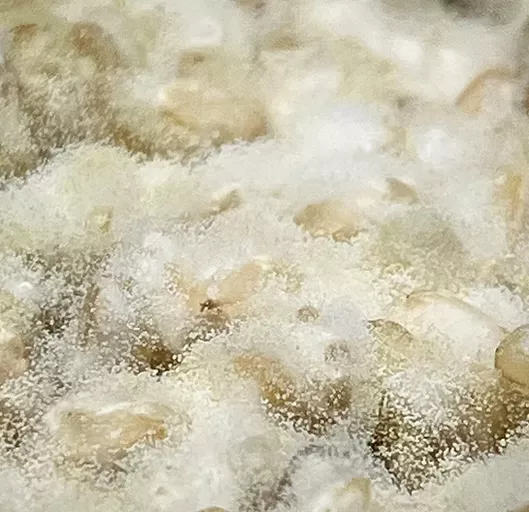 基因编辑平菇可以增强菌丝体材料的强度 4 v1im9 rtq9b
