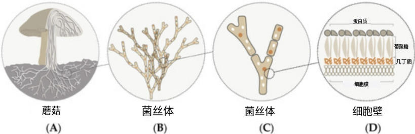 无害建筑:菌丝砖与可持续未来 2 jryu