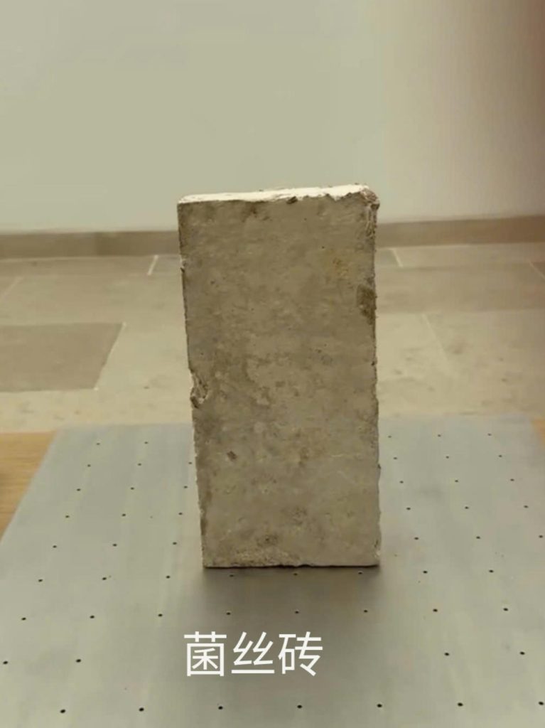 无害建筑:菌丝砖与可持续未来 3 jyuc