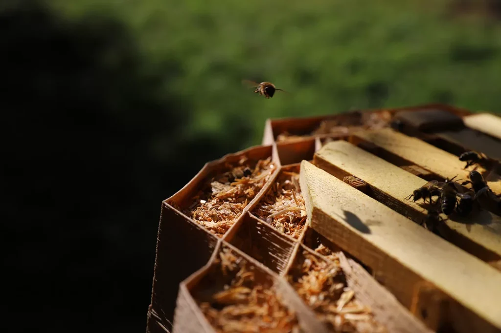 蜜蜂菌丝蜂箱3D打印 |阿西亚·伊尔贡 8 xfoa8 b5zdg